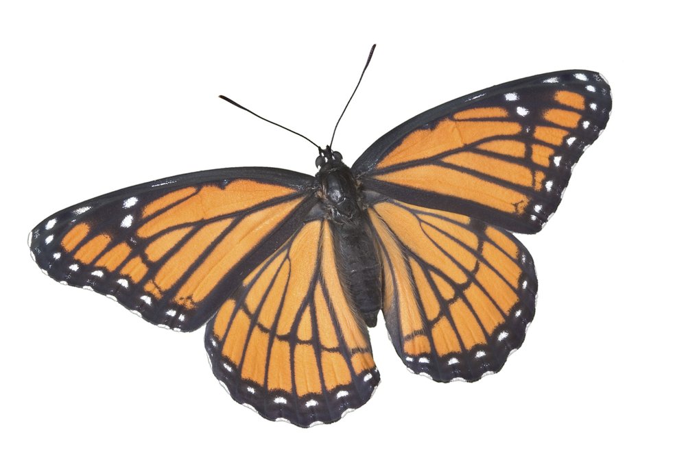 Viceroy butterfly on a white background