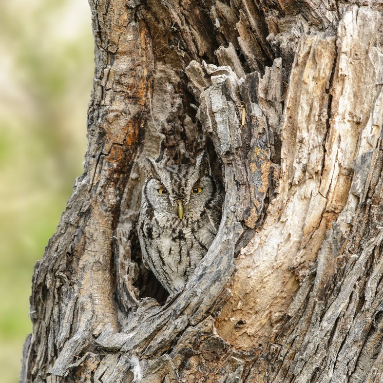 A screech owl stands practically camouflaged by tree bark in the hole of a tree