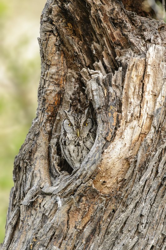 A screech owl stands practically camouflaged by tree bark in the hole of a tree