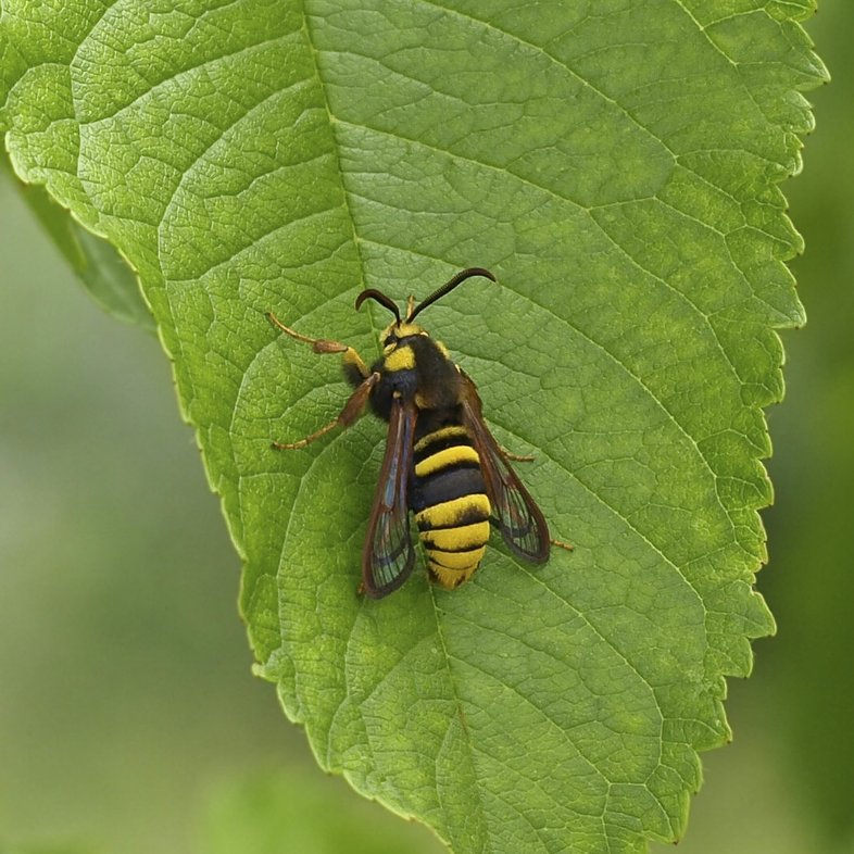 a Hornet clearwing moth rests on a green leaf