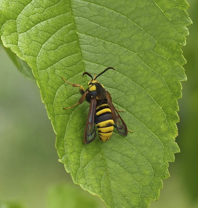 a Hornet clearwing moth rests on a green leaf