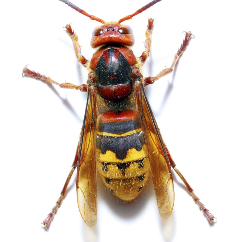a hornet on a white background