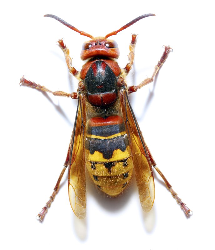 a hornet on a white background