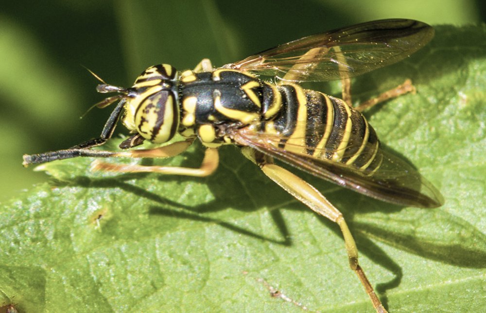 Eastern Hornet fly rests on a green leaf