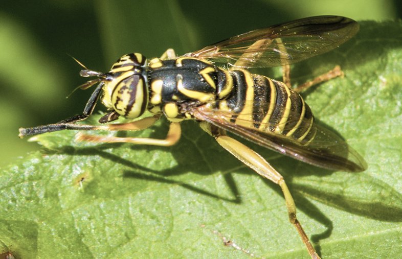 Eastern Hornet fly rests on a green leaf