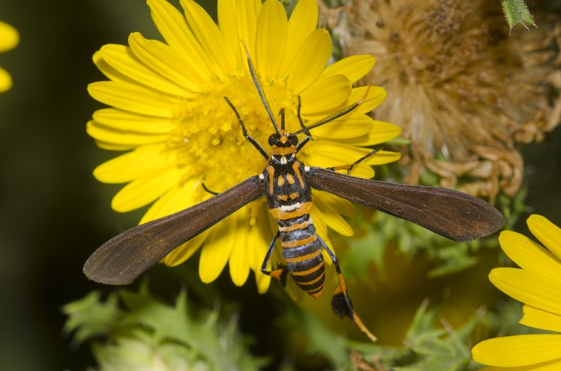 Texas wasp moth rests on a yellow flower