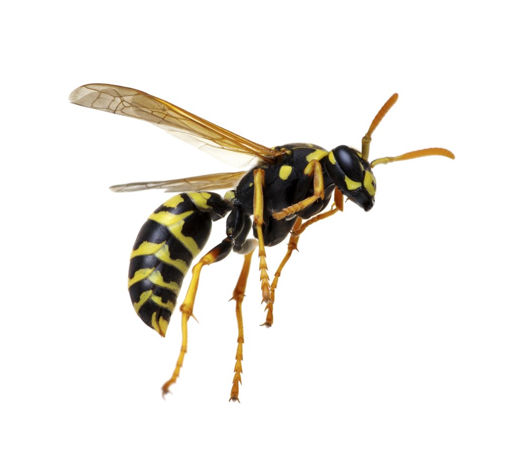 a wasp on a white background