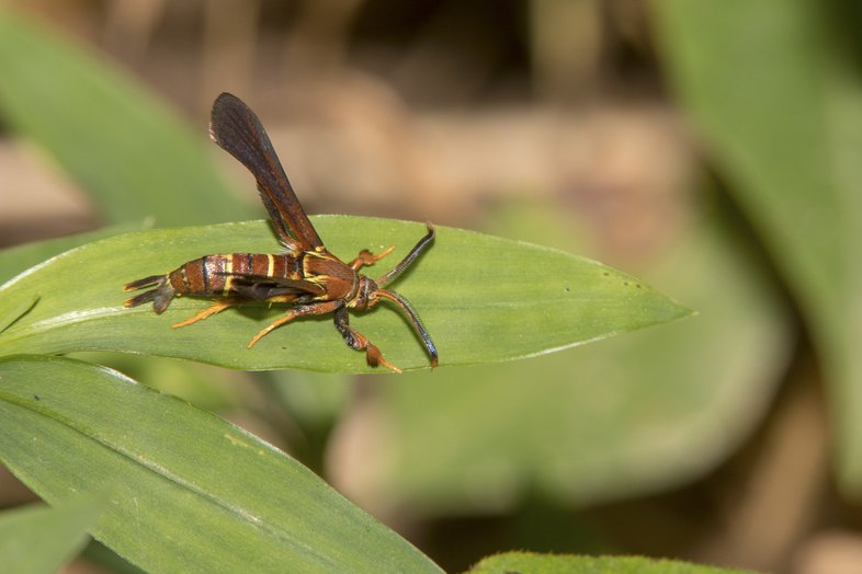 Grape root borer moth on green leaf