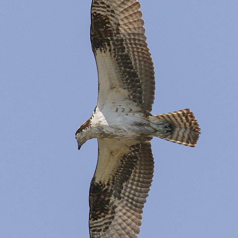 An osprey flies with wings outstretched across a clear blue sky