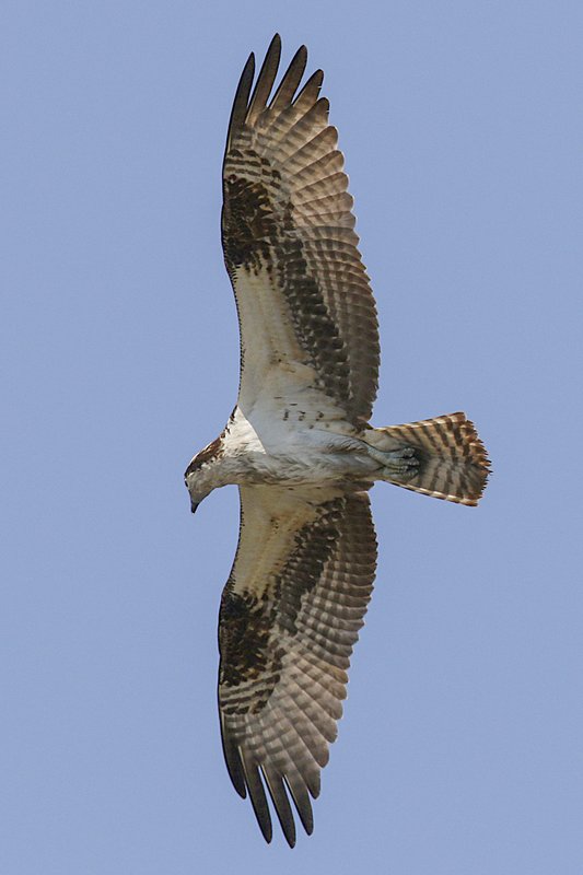 An osprey flies with wings outstretched across a clear blue sky