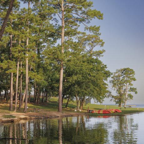 Towering pines grow along the shore of Lake Livingston at Lake Livingston State Park
