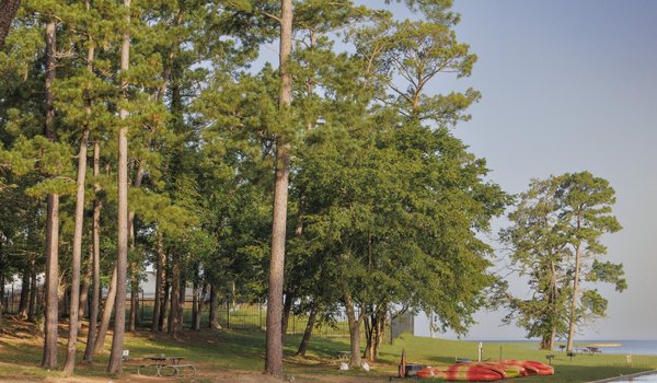 Towering pines grow along the shore of Lake Livingston at Lake Livingston State Park