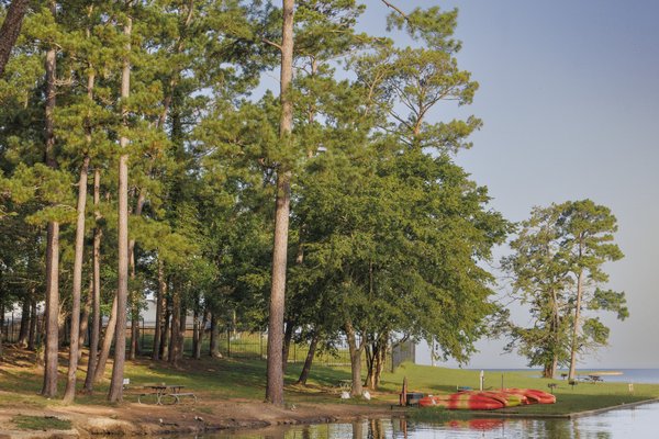 Towering pines grow along the shore of Lake Livingston at Lake Livingston State Park