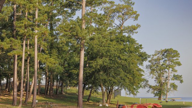 Towering pines grow along the shore of Lake Livingston at Lake Livingston State Park