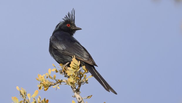 A black cardinal (phainopepla intense) perched on a tree branch