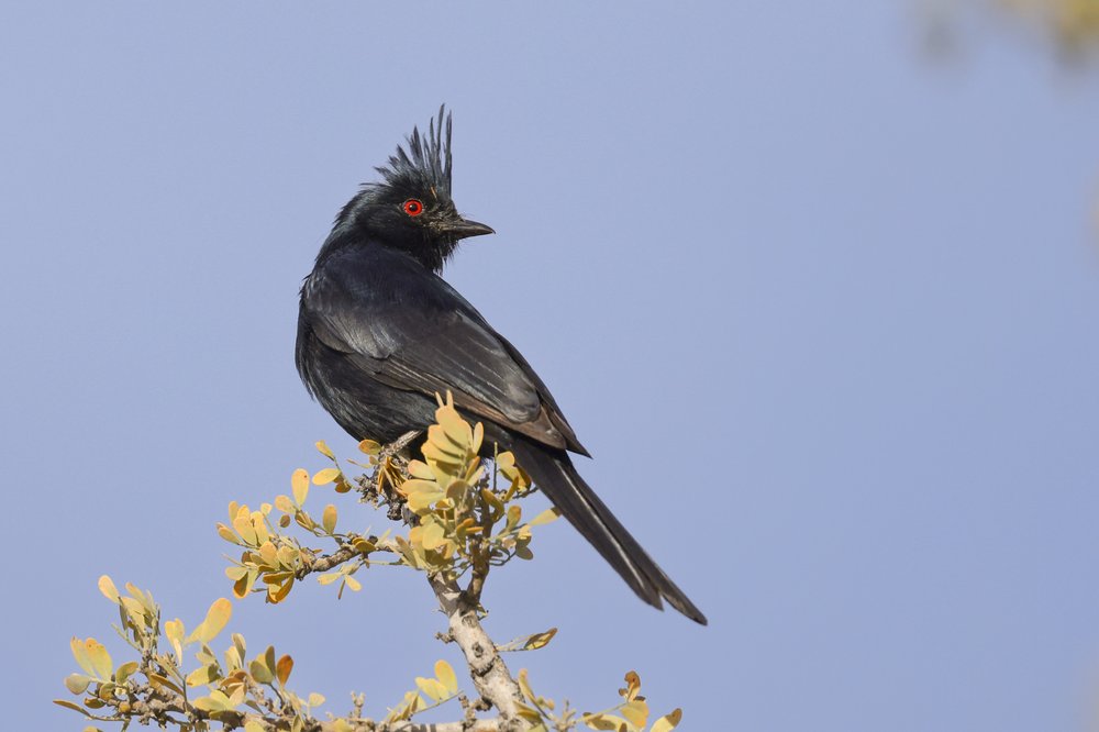 A black cardinal (phainopepla intense) perched on a tree branch