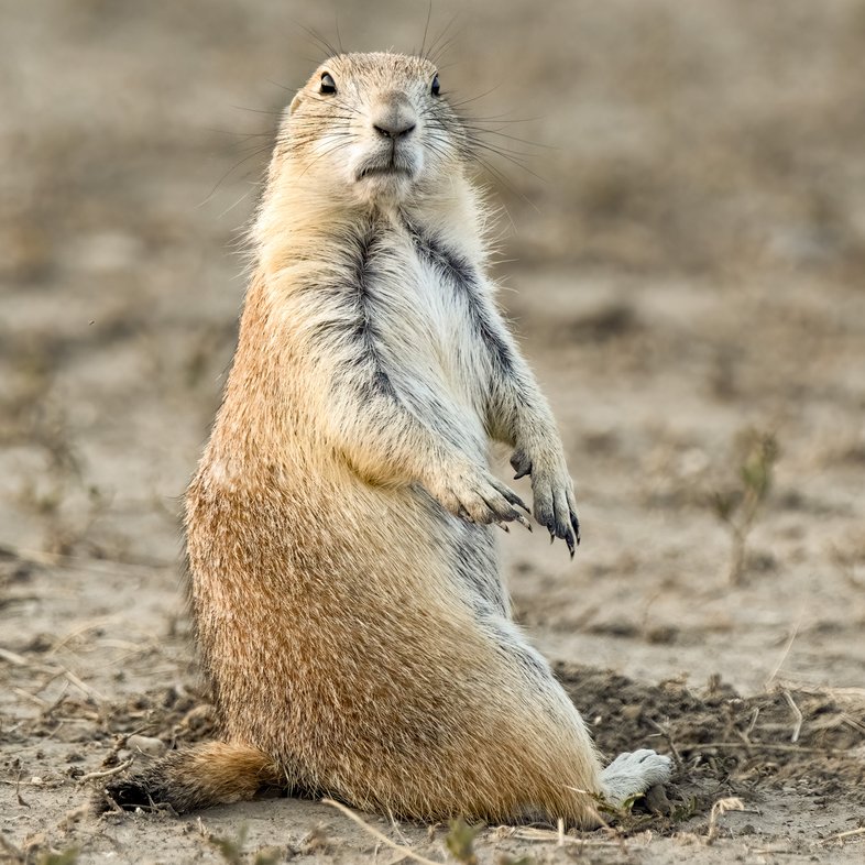 A black-tailed prairie dog sits on the dirt with its head turned towards the camera