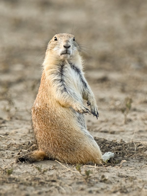 A black-tailed prairie dog sits on the dirt with its head turned towards the camera