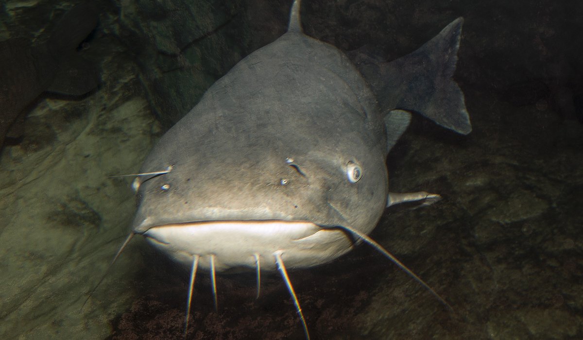 A channel catfish faces the camera