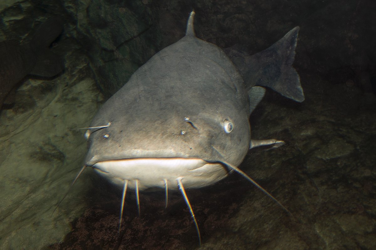 A channel catfish faces the camera