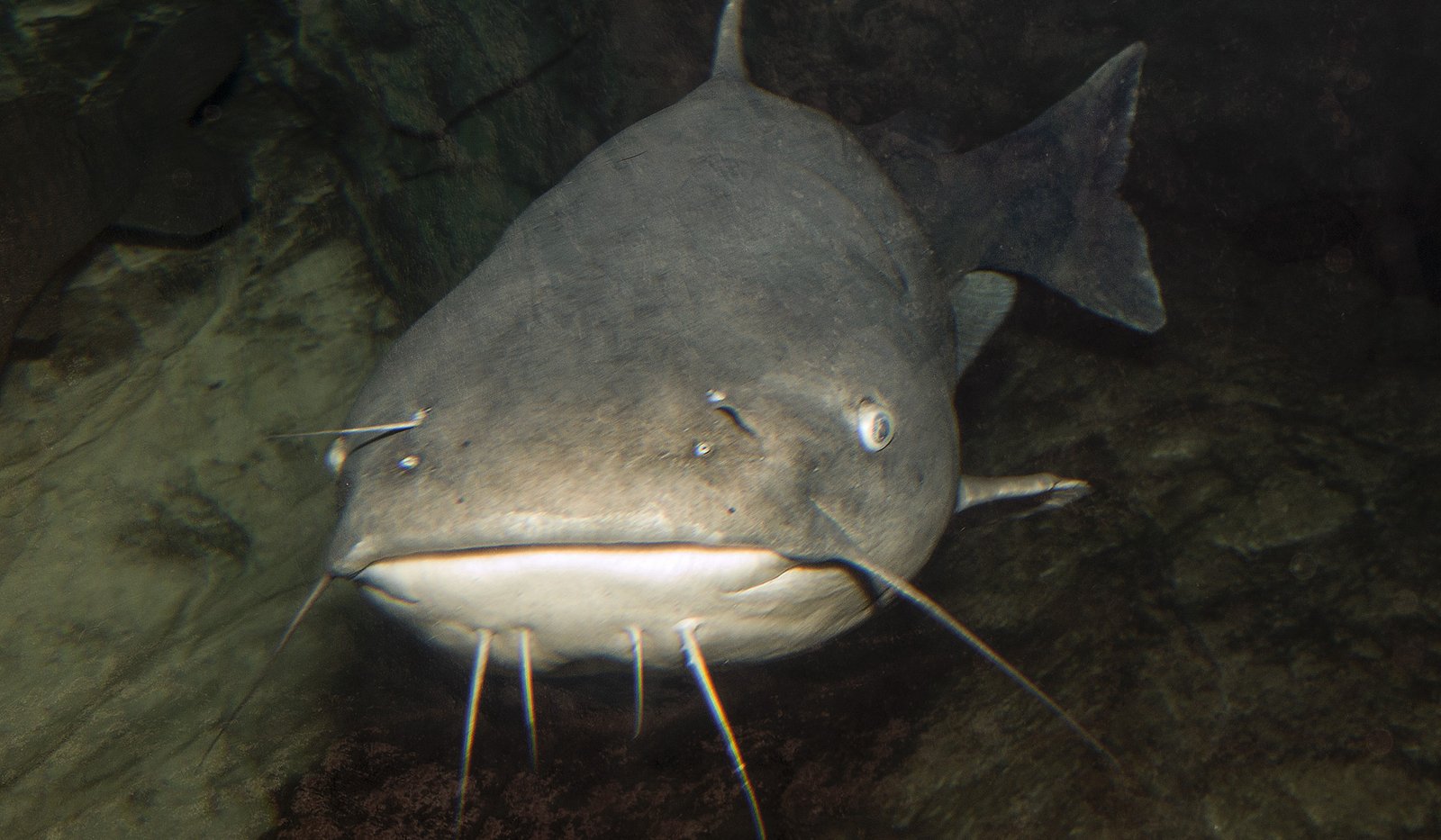 A channel catfish faces the camera