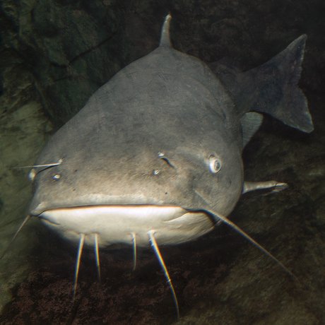 A channel catfish faces the camera