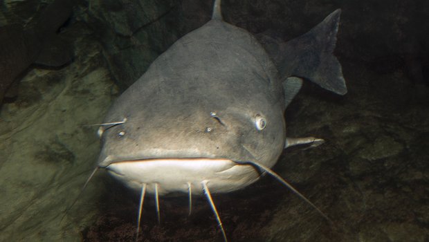 A channel catfish faces the camera