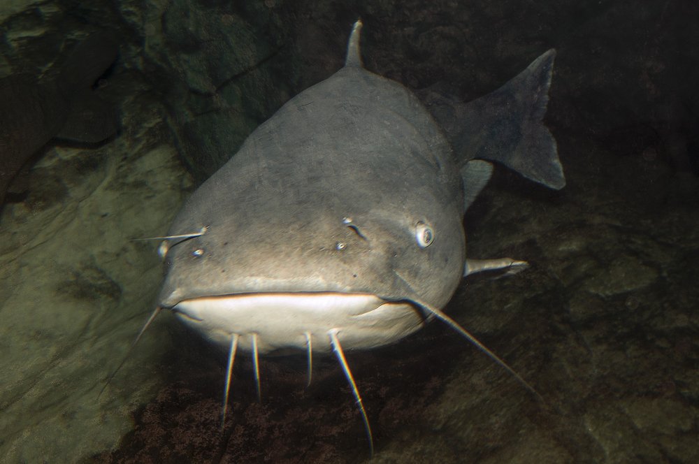 A channel catfish faces the camera