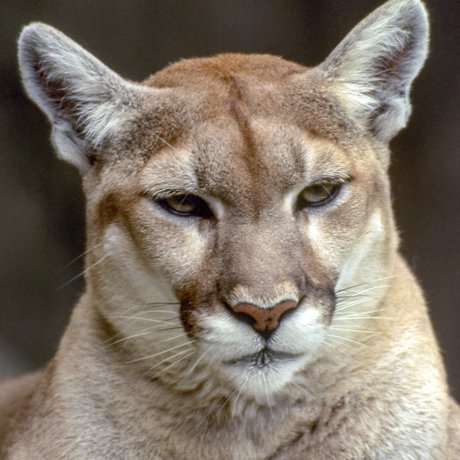 Profile of a mountain lion