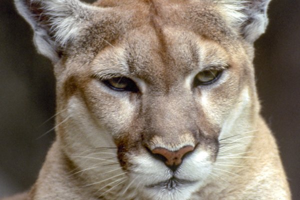 Profile of a mountain lion