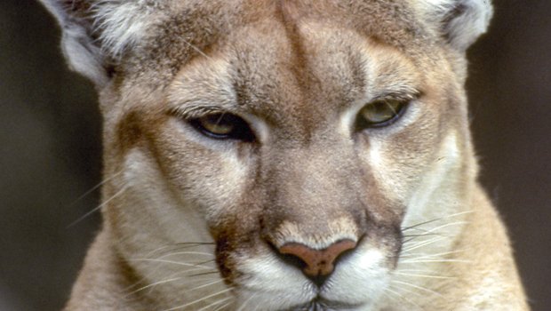 Profile of a mountain lion