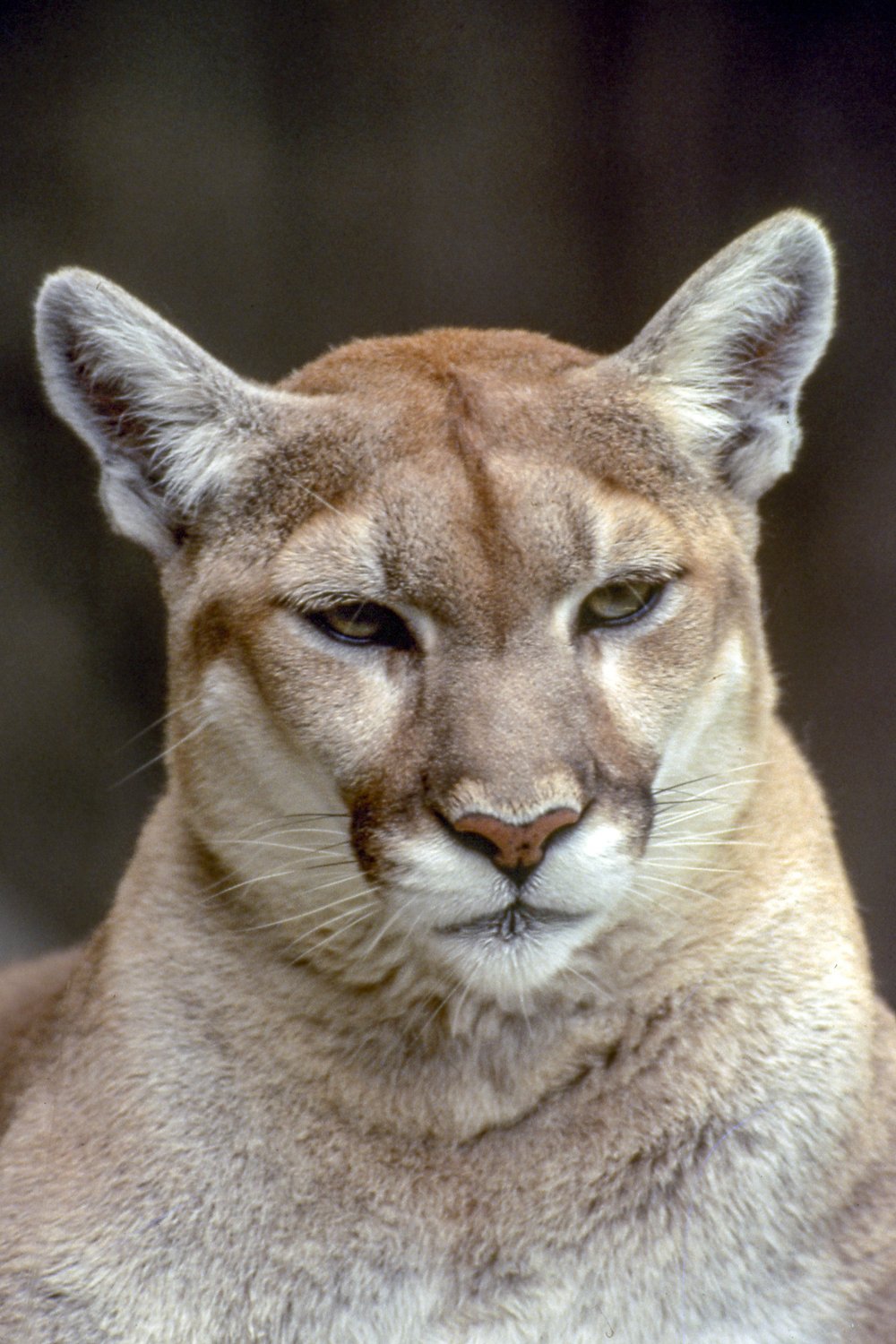 Profile of a mountain lion