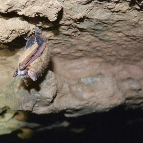 A tricolored bad hangs upside down along a rocky surface