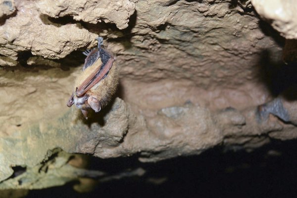 A tricolored bad hangs upside down along a rocky surface