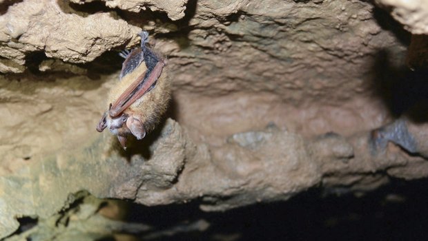 A tricolored bad hangs upside down along a rocky surface