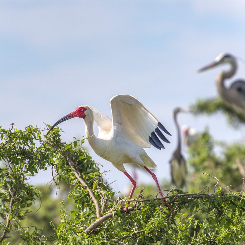 A white ibis stands on a tree branch with blue sky in the background