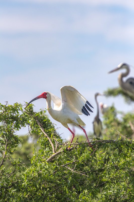 A white ibis stands on a tree branch with blue sky in the background