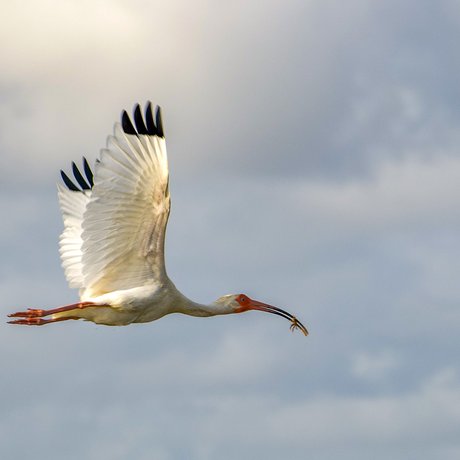 A white ibis flies in a cloudy sky