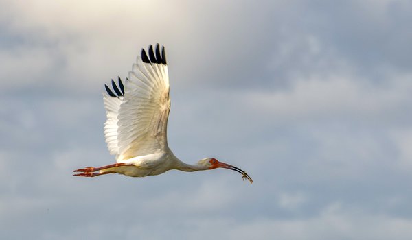 A white ibis flies in a cloudy sky