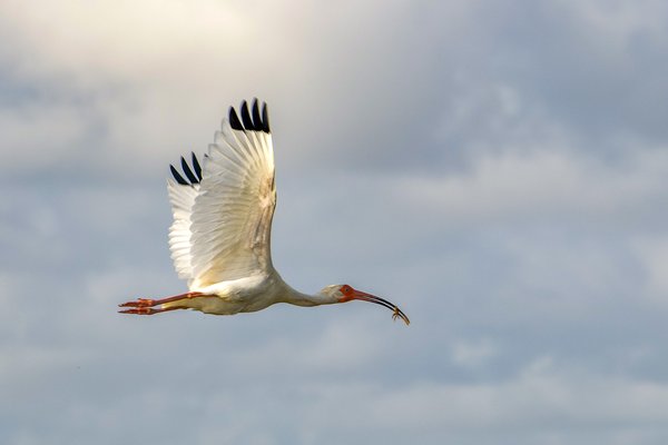 A white ibis flies in a cloudy sky