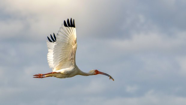 A white ibis flies in a cloudy sky