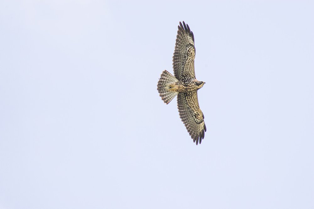 Swainson's hawk flying high above in bright blue sky