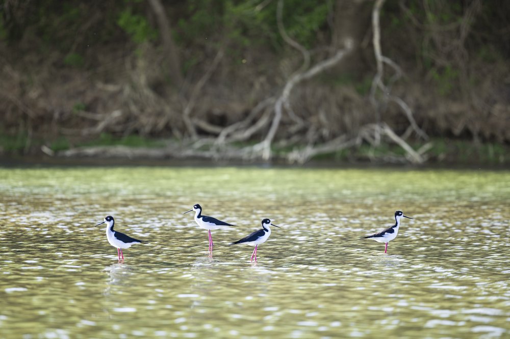 Flock of birds standing in the Brazos River near the bank.