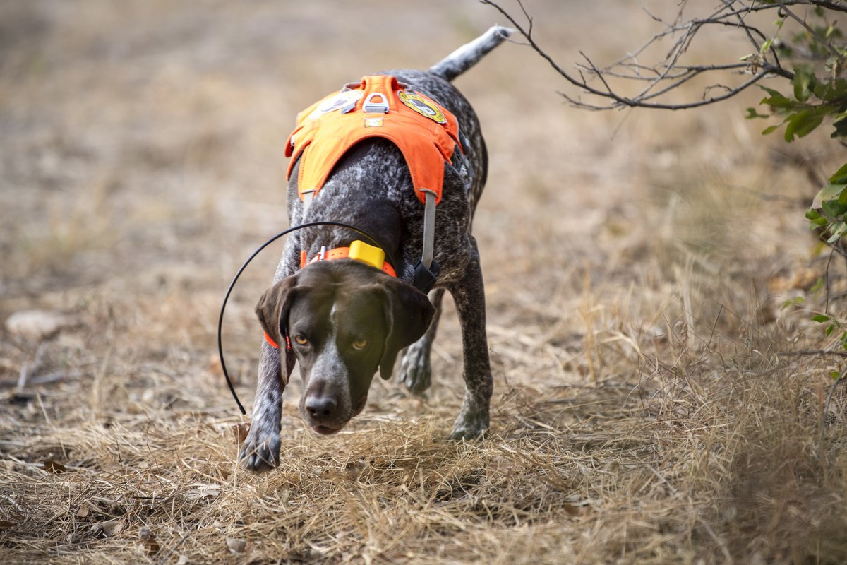 Working conservation dog in field searching for bees