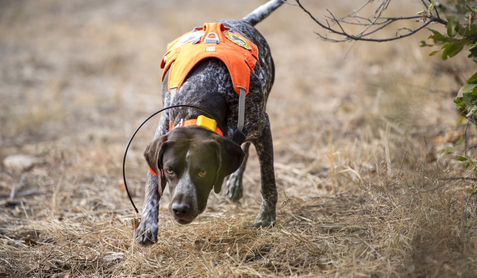 Working conservation dog in field searching for bees