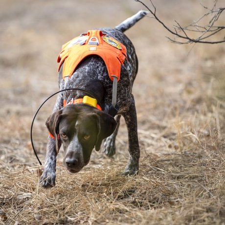 Working conservation dog in field searching for bees