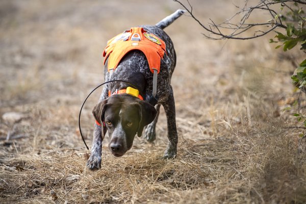 Working conservation dog in field searching for bees