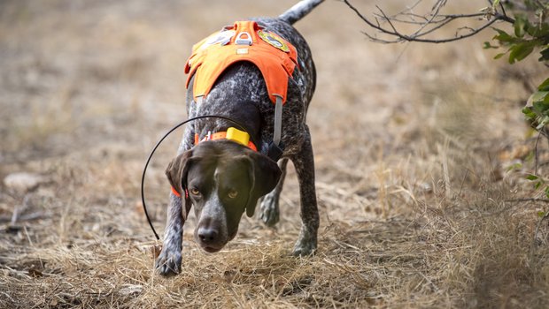 Working conservation dog in field searching for bees