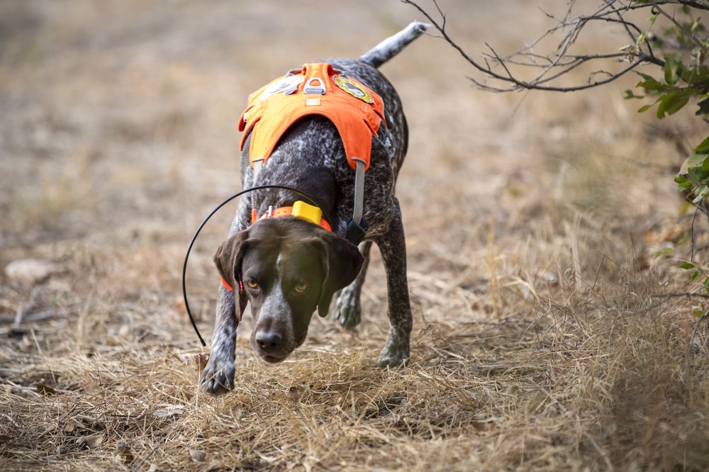 Working conservation dog in field searching for bees