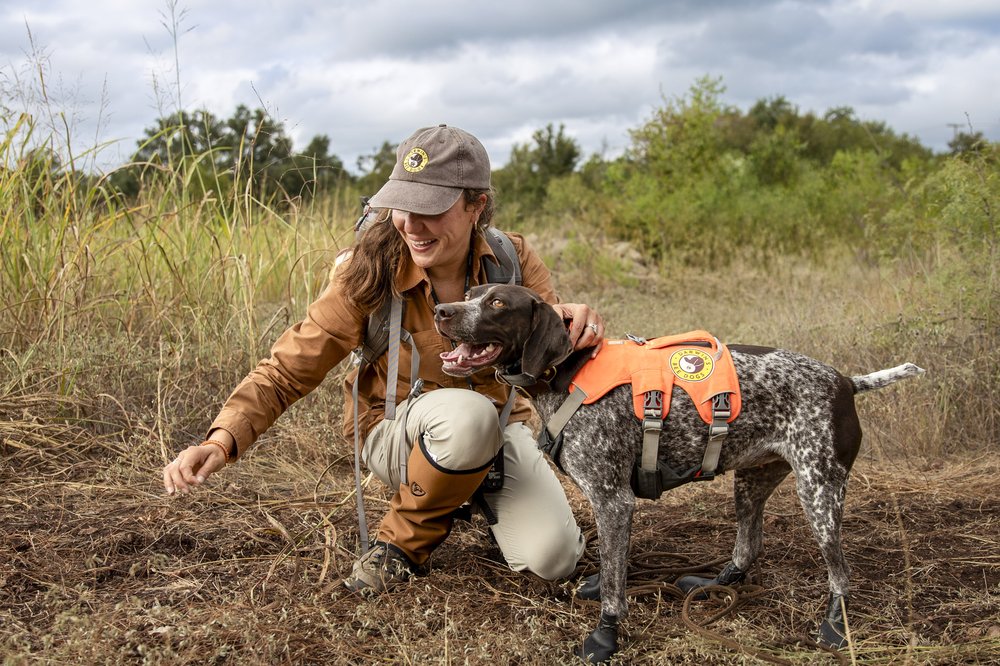 Working conservation dog and female trainer working in field at Lady bird Johnson Wildflower Center to discover bumblebee nests